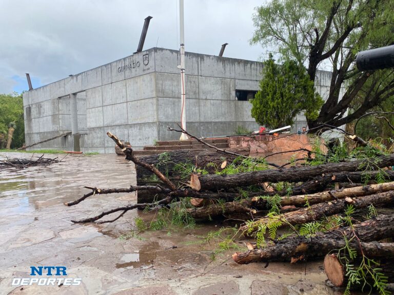 Denuncian tala de árboles para construcción de gimnasio
