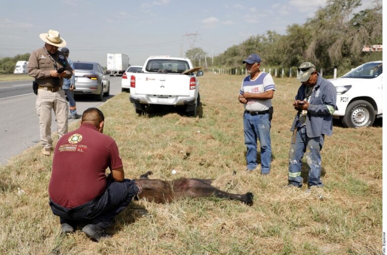 Atropellan a osa en Anillo Periférico