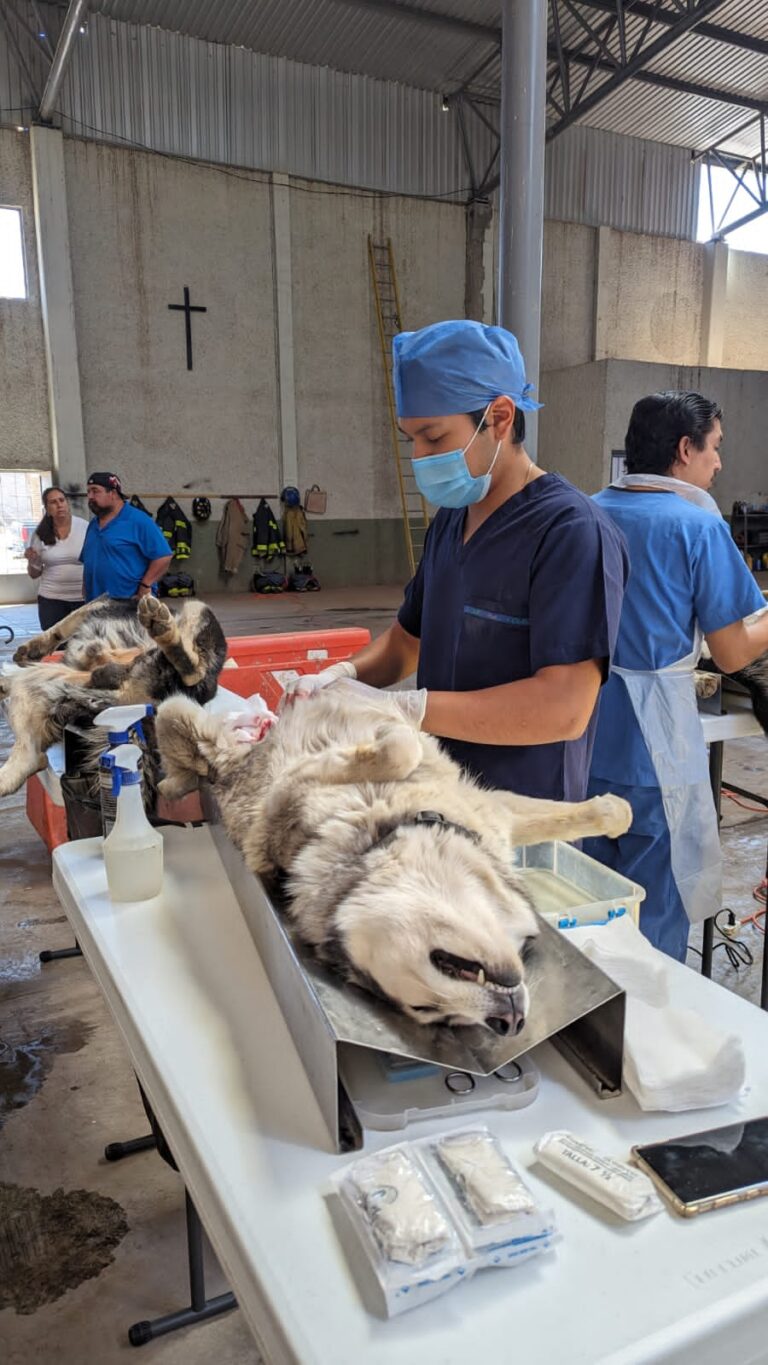 Realizarán jornada de esterilización en Tlaltenango, Pinos y General Pánfilo Natera