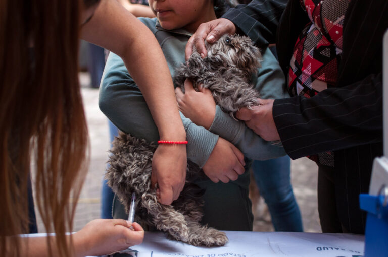 Aplican 10 mil vacunas antirrábicas