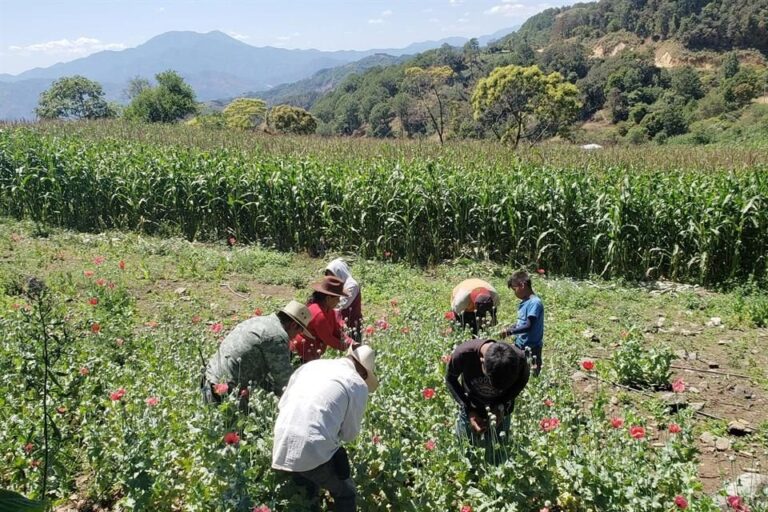 Aprieta 4T a la IP con plan agrícola