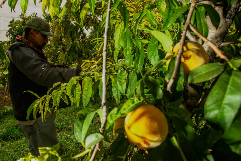 Helada acaba con cosechas de frutas