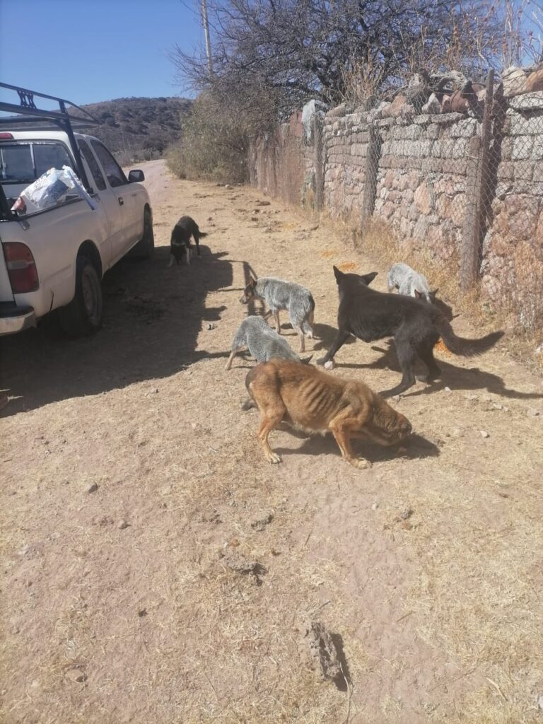 Perros callejeros, problema grave en Pinos