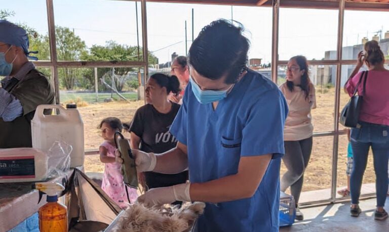 Sancionan a jóvenes por maltratar un perro; pagan jornada de esterilización