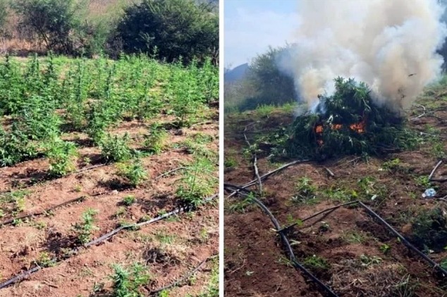 Destruye Marina plantíos de ‘Los Chapitos’ en Culiacán