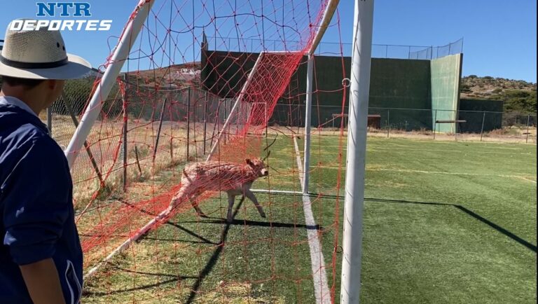 Presencia de ganado afecta instalaciones deportivas en Sombrerete