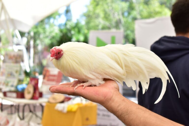 Realizan exhibición de gallos en Jerez