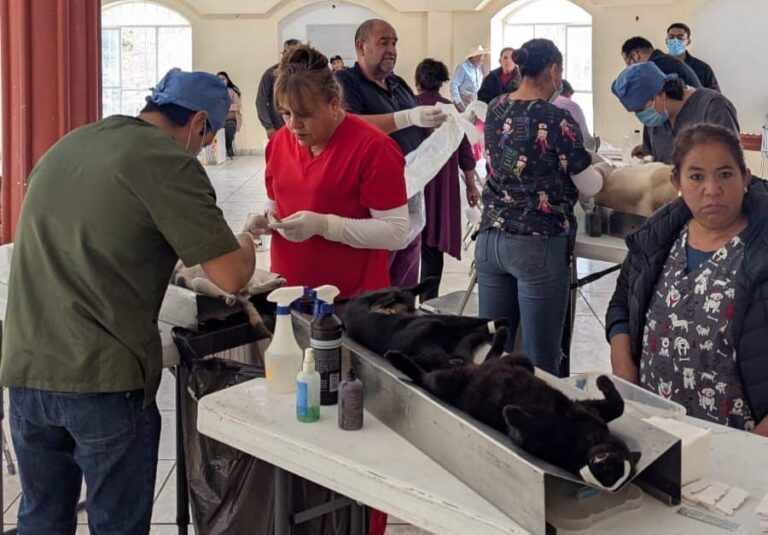 Llega brigada de esterilización canina y felina a Sain Alto y Pinos