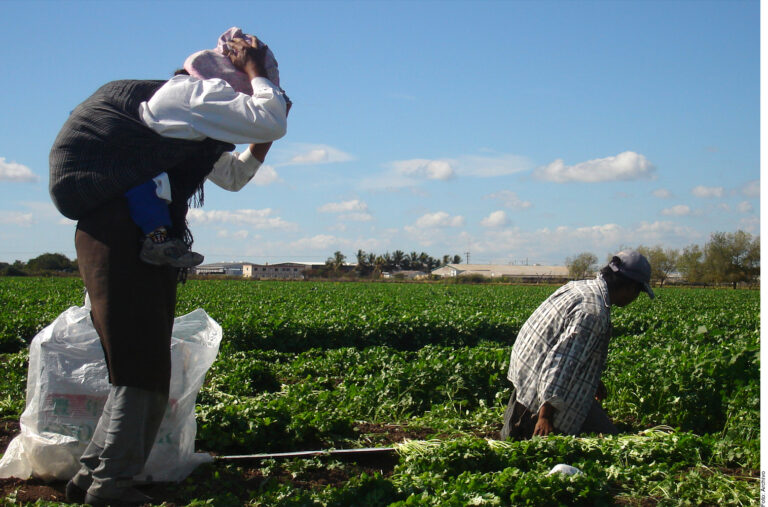 Asfixia el crimen al agro en Sinaloa