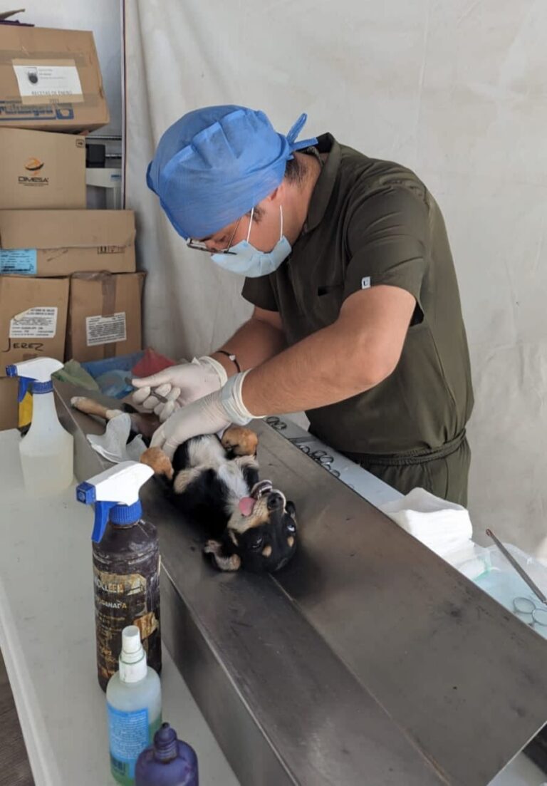 Anuncian esterilizaciones de mascotas en municipios