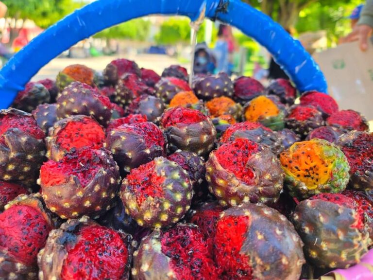 Buscan certificar cultivos de pitayas