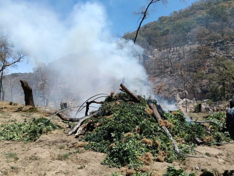 Destruyen plantíos de marihuana