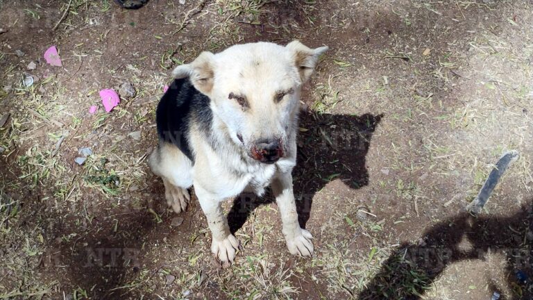 Enfrentan colonias de la capital problemática por perros callejeros