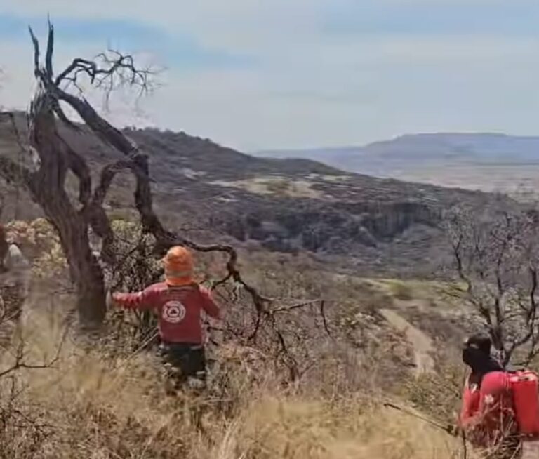 Consume 520 ha incendio del Teúl
