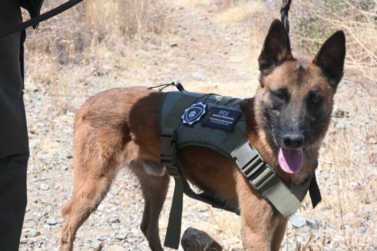 Incorporan caninos especializados a la Policía de Investigación