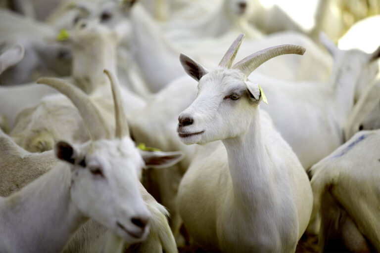 Rezagada, la producción caprina ovina