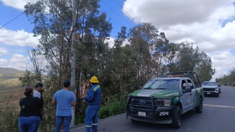Podan árboles en estacionamiento de La Bufa