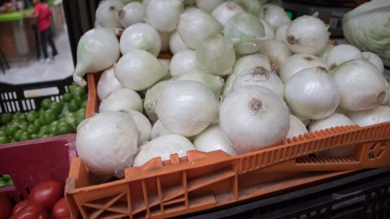 Pagan centavos a los productores de tomatillo y cebolla