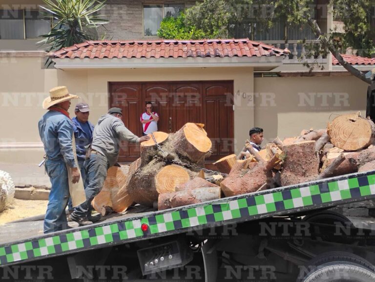 Corte de árbol, responsabilidad de particular: MVP