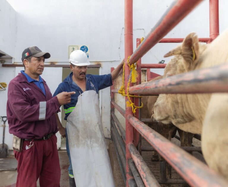 Sin indicios de gusano barrenador en Zacatecas