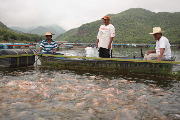 Cae 50% venta de tilapia en el estado por producto chino