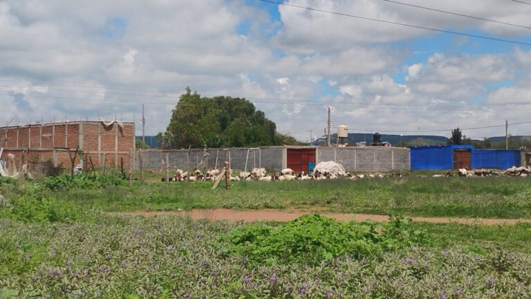 Corrales contaminan el ambiente en Trancoso