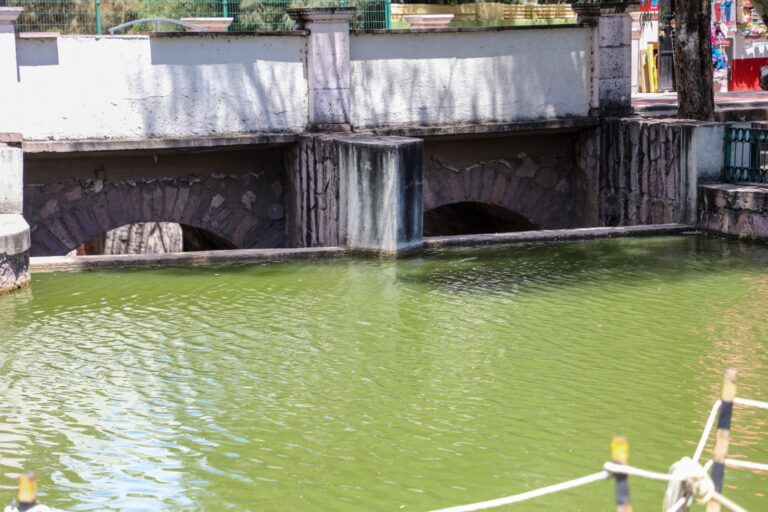 Mala dieta de los patos contamina el lago