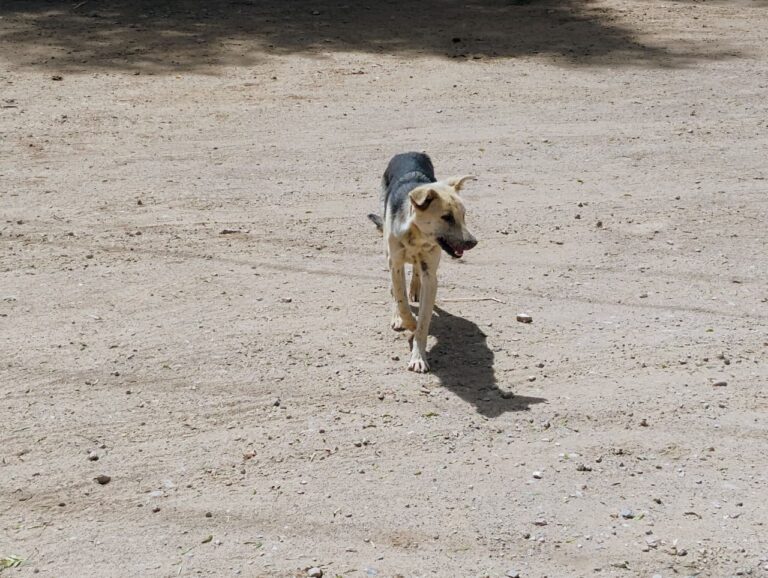 Aumentan perros callejeros en La Escondida y Paseos del Valle