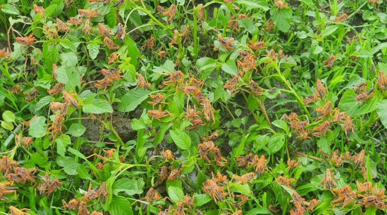 Plaga de chapulines pone en crisis al campo