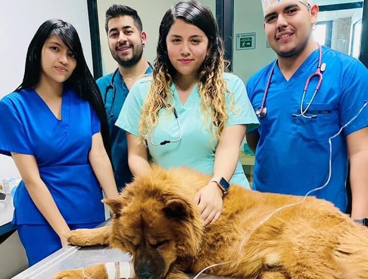 Veterinaria, 2a carrera con más demanda en la UAZ