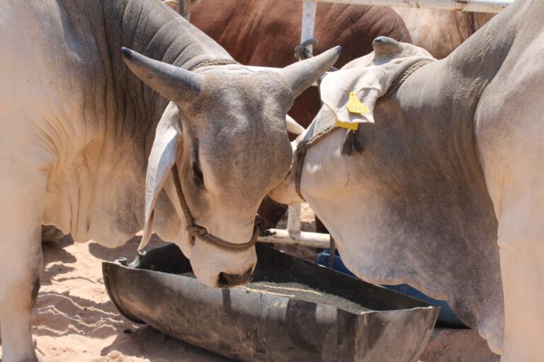 Prevención, clave para contención de rabia bovina