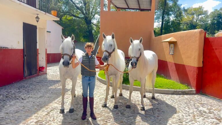 Llegan a México los caballos lusitanos del rejoneador André