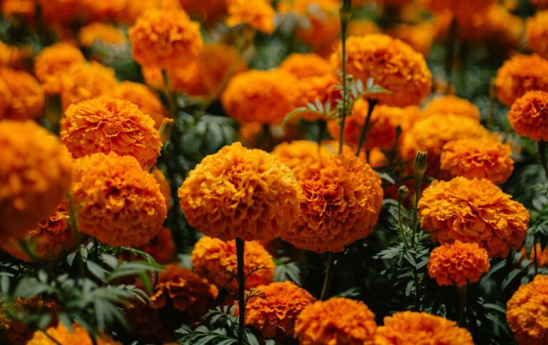 Florece por 1ra vez cempasúchil en el vivero de la capital