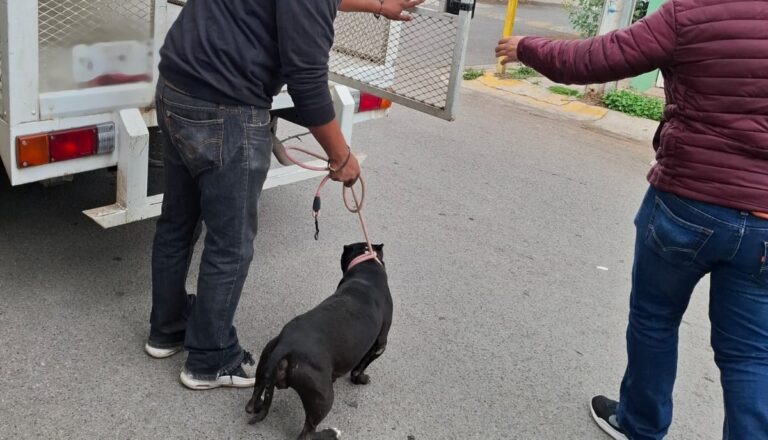 Rescatan a perrito que abandonaron en Las Quintas