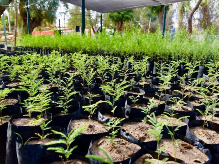 Arranca reforestación en la capital