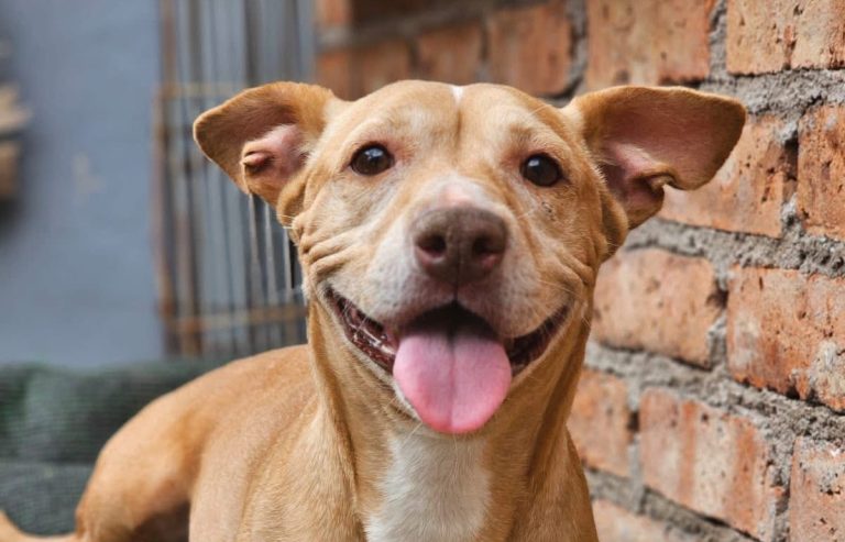 En Villa de Cos, jornada de esterilización canina y felina