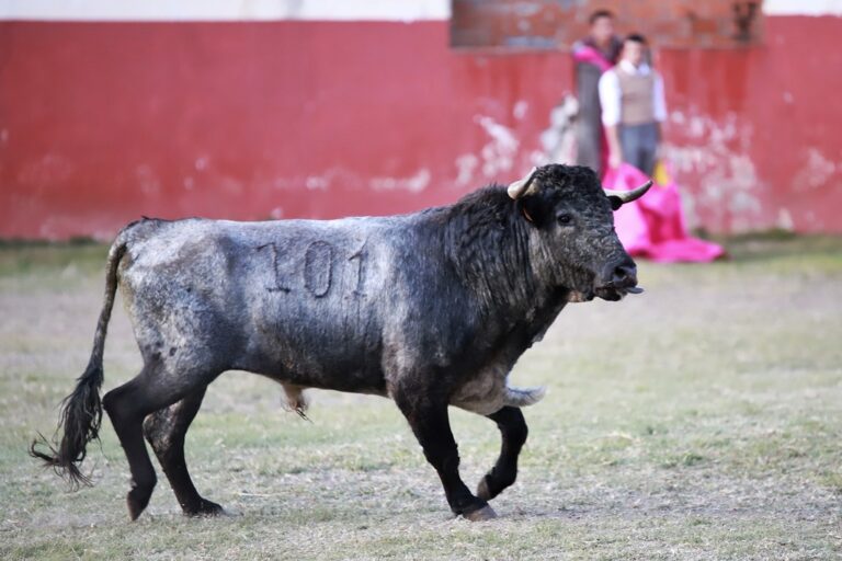 Emilio de Justo tienta en la legendaria ganadería Piedras Negras