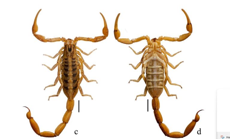 Descubren nueva especie de alacrán en Jalpa