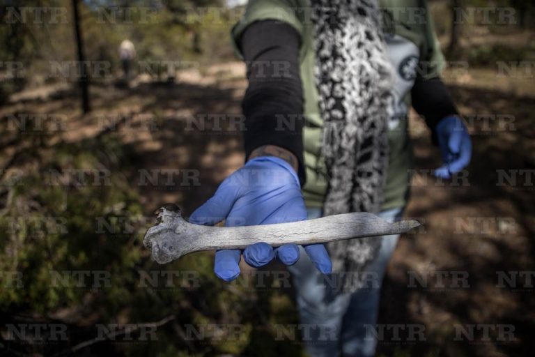 Identifican cuatro de 25 restos encontrados