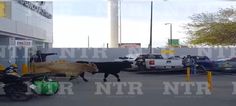 Toros se escapan de su corral y terminan en Elektra