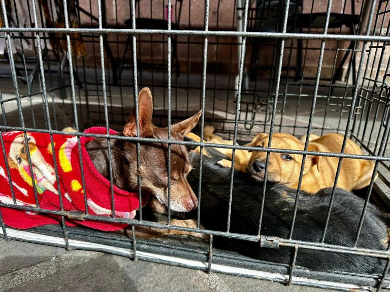 Lanza ayuntamiento capitalino Padrón Municipal de Mascotas