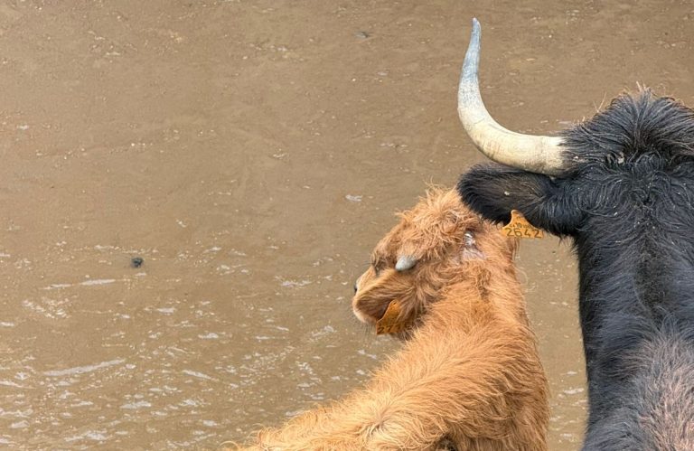 Caparica: de México al corazón del campo bravo español