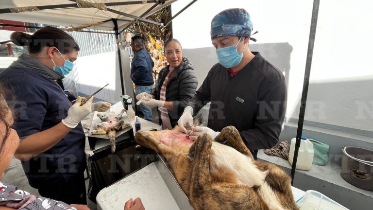 Esterilizan 50 animales en la jurisdicción