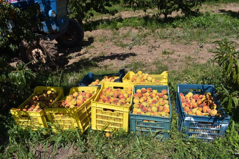 Frío beneficia árboles frutales y controla plagas