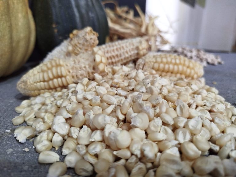 Llegan Sabores que nacen de la tierra a museo comunitario Las Lajas