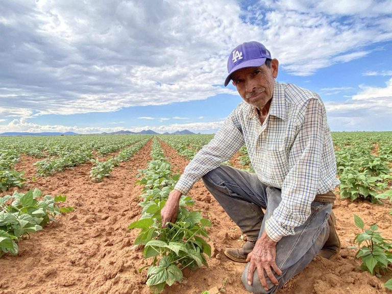 Incorporarán a nuevos frijoleros a Producción para el Bienestar