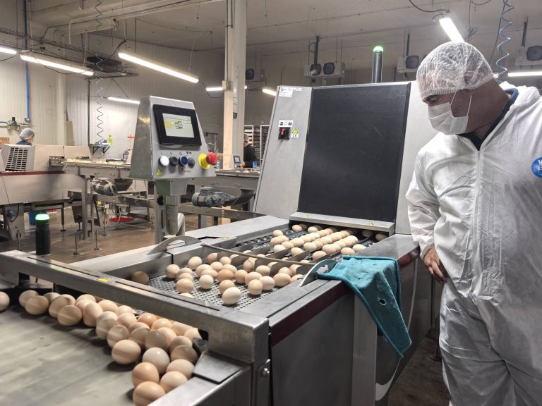 Llegará incubadora principal de SabroPollo