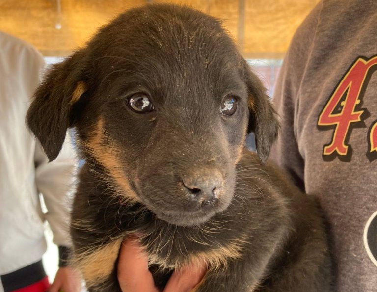 Abandonan 20 cachorros en 3 meses