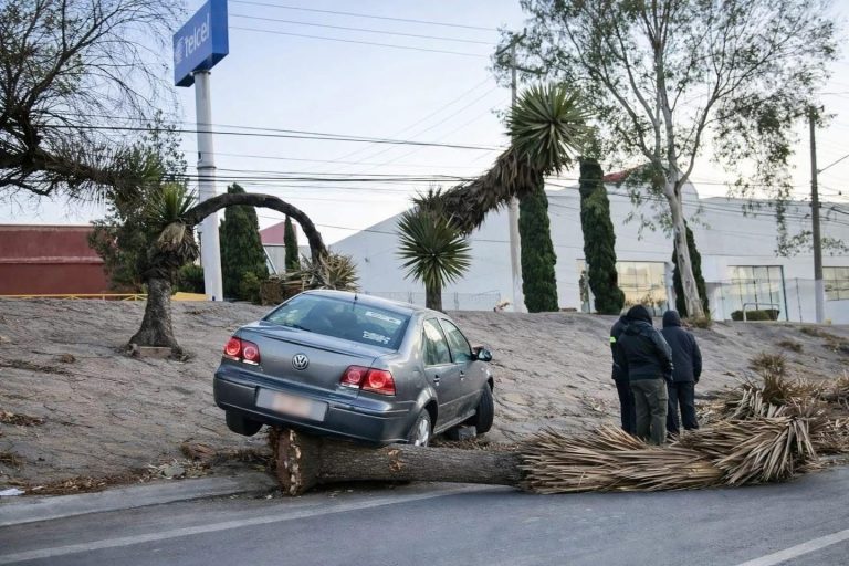 Choca contra una palmera en el bulevar