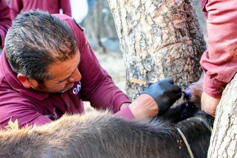 Llegan a 180 casos humanos de miasis por gusano barrenador